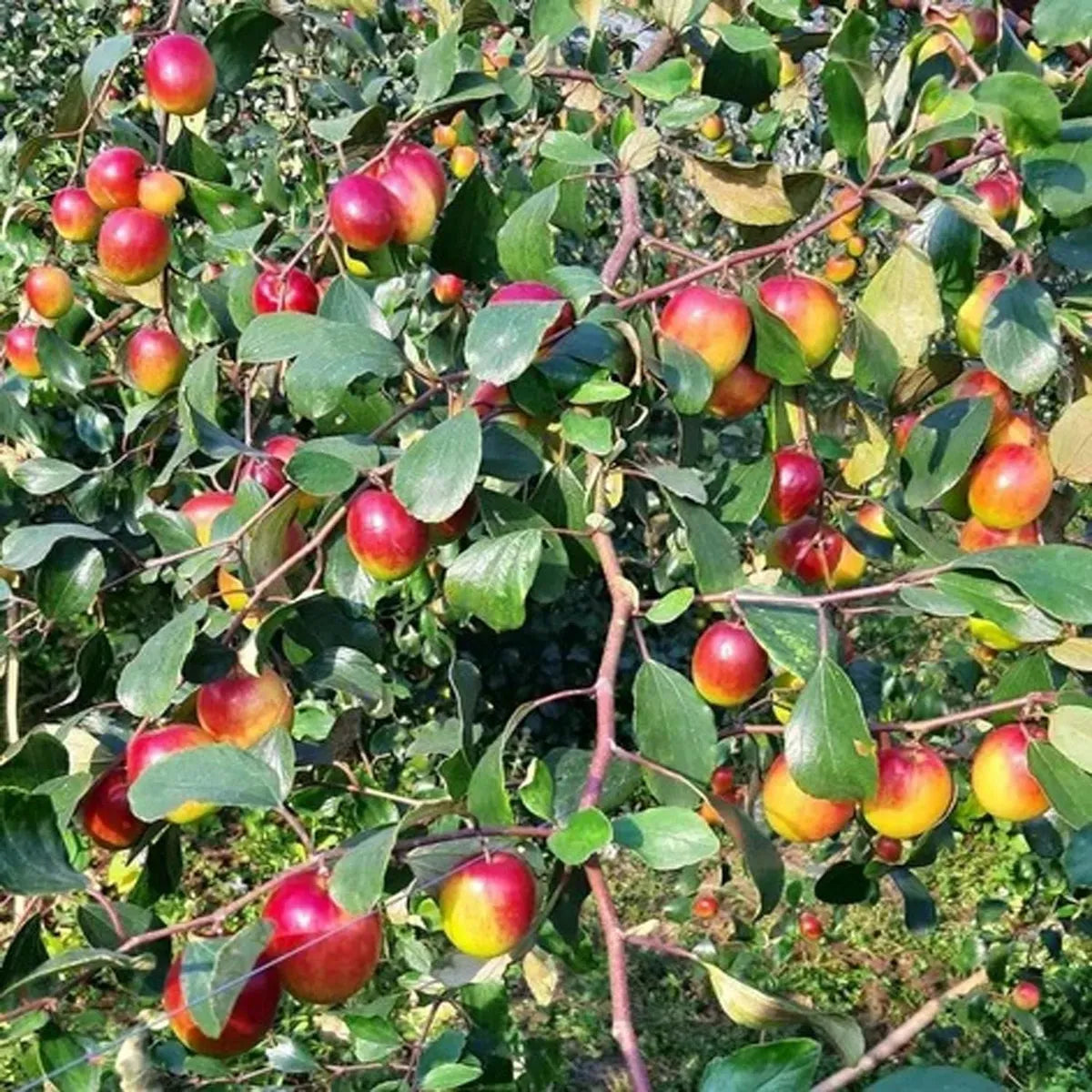 Apple Ber Ziziphus Fruit Seed for Planting - Set for Hardy, Nutritious Fruits, Heirloom & GMO Free Seeds
