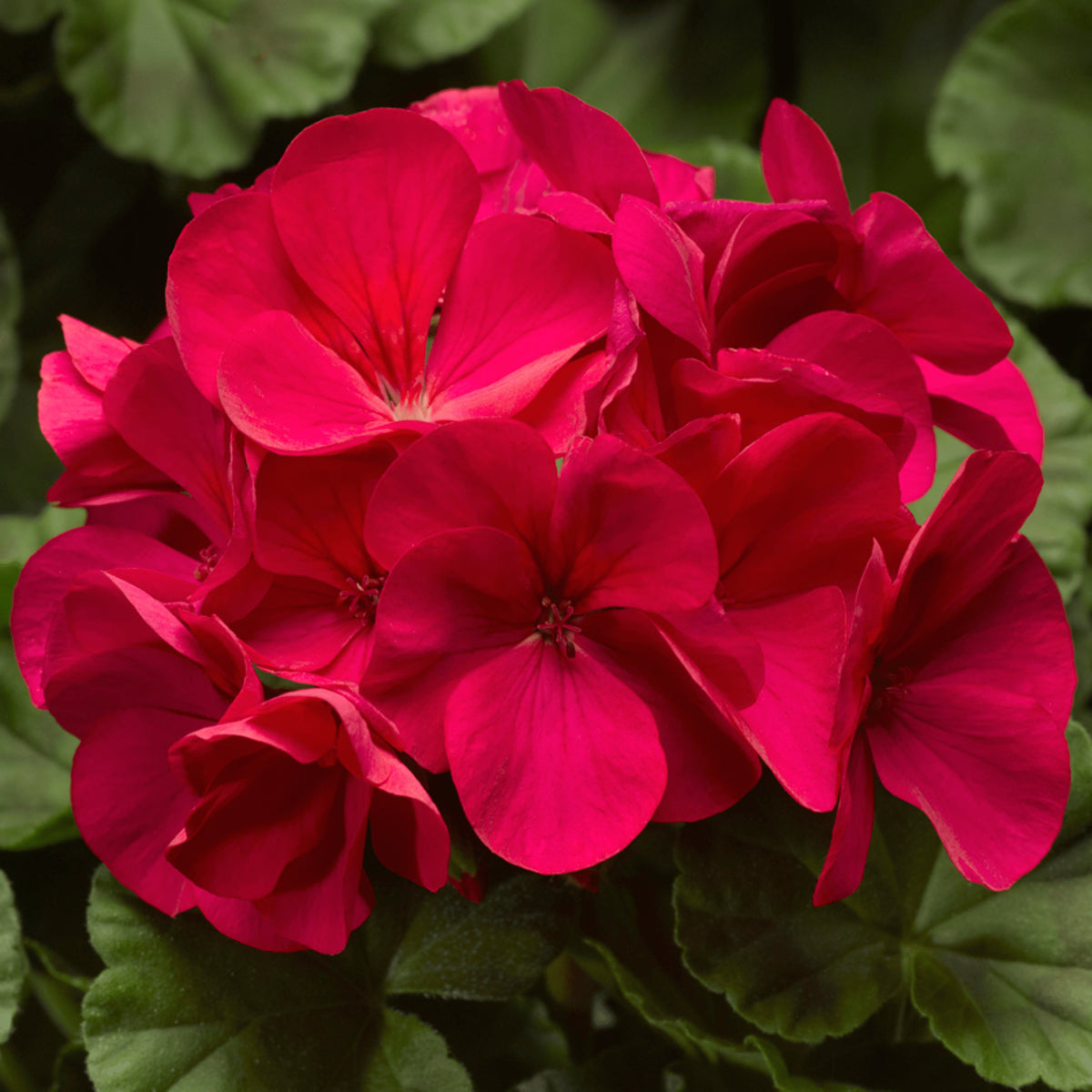 Geranium Pelargonium hortorum Pinto Premium Deep Rose Spring flower seeds for planting in pots or borders