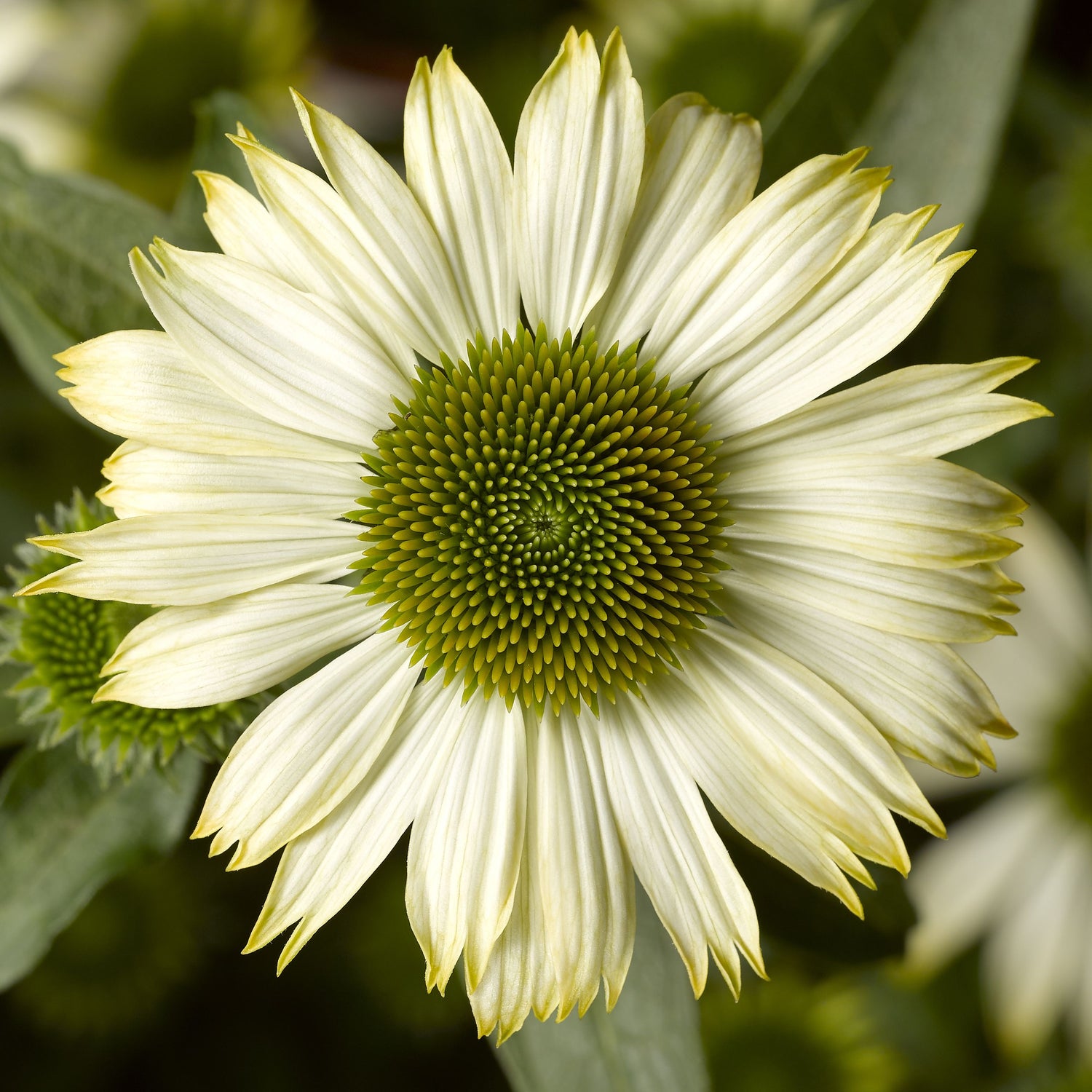 Coneflower Seeds - Compact Prairie Splendor White