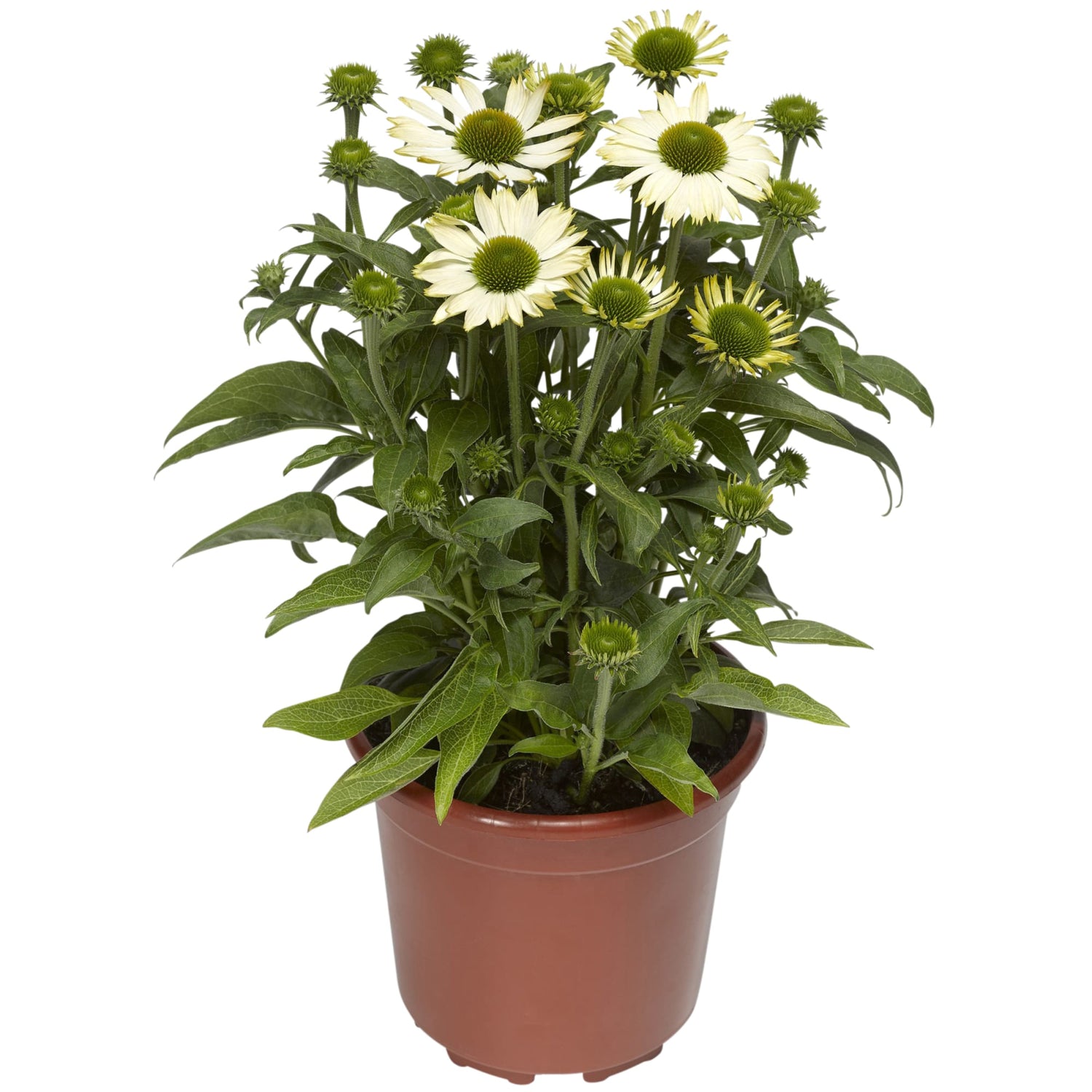 Coneflower Seeds - Compact Prairie Splendor White