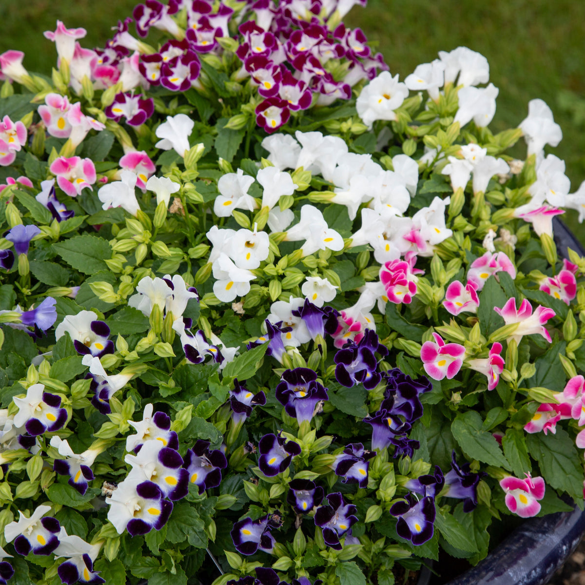 Mixed Wishbone Flower Seeds for Planting, 100 pcs