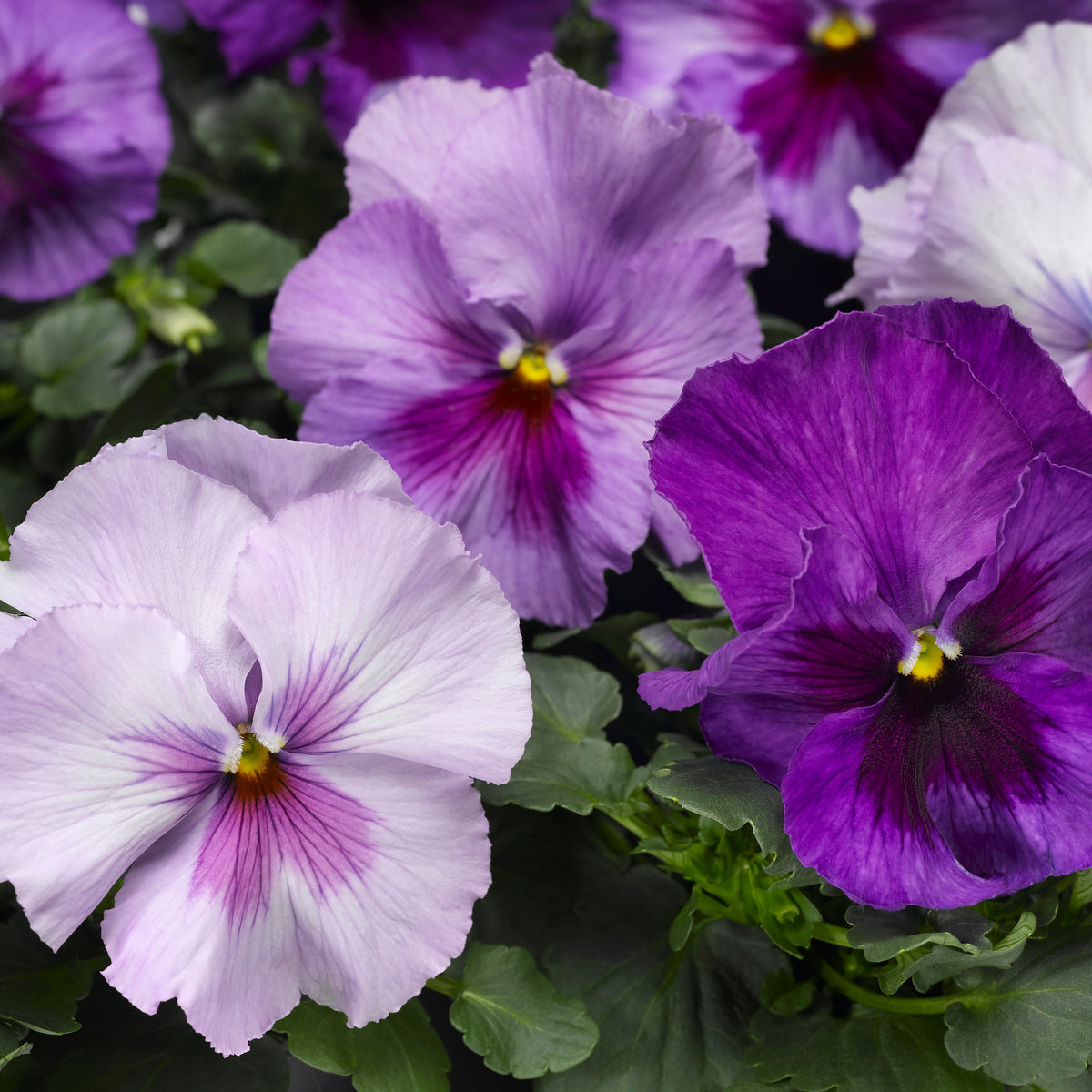 Viola Sorbet ‘Lilac Ice’ Flower Seeds – annual blooms with icy lilac tones