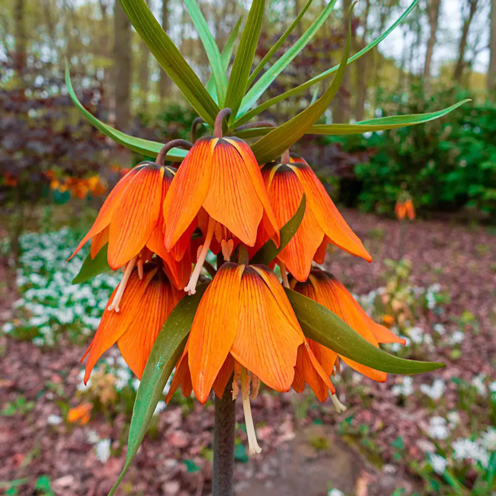 Crown Imperial Orange Flower Seeds Fritillaria imperialis for Colorful Spring Garden Planting