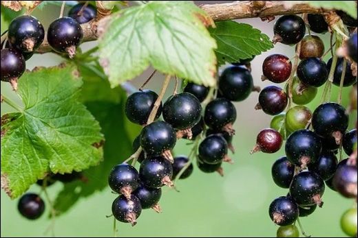 Currant (Ribes spp.)