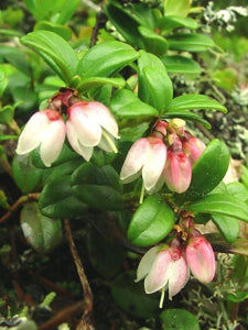 forest floor covered with dense mats of mountain cranberry plants
