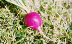 bold-flavored spicy purple radishes sliced on cutting board

