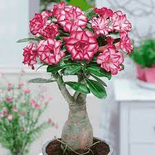 Desert Rose Adenium obesum Flower Seeds for Planting Pink Variety in Indoor Pots