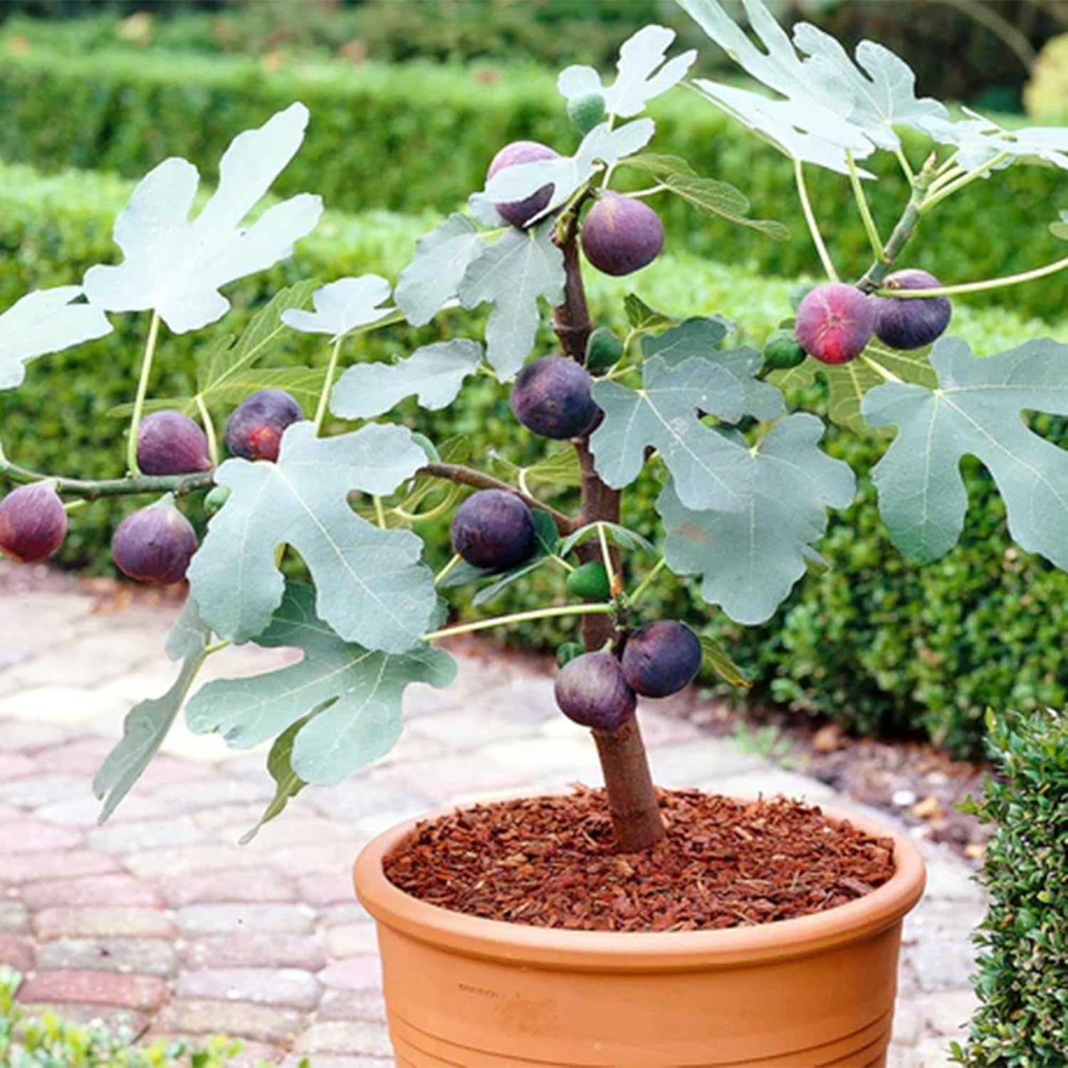 Ficus Carica Fruit Seeds for Planting - Grow Sweet and Juicy Figs for Your Backyard, Heirloom Seeds