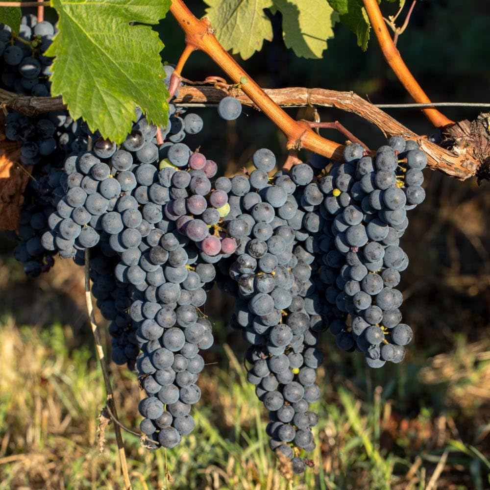 Muscat Grape Fruit (Black) Seeds for Planting - Cultivating Flavorful Muscat Grapes, Heirloom Seeds