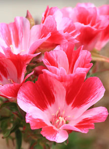 lush foliage with colorful Farewell to Spring blooms

