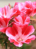 lush foliage with colorful Farewell to Spring blooms

