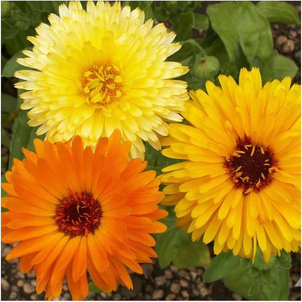 Scottish marigold yellow flower seeds for home garden flower beds