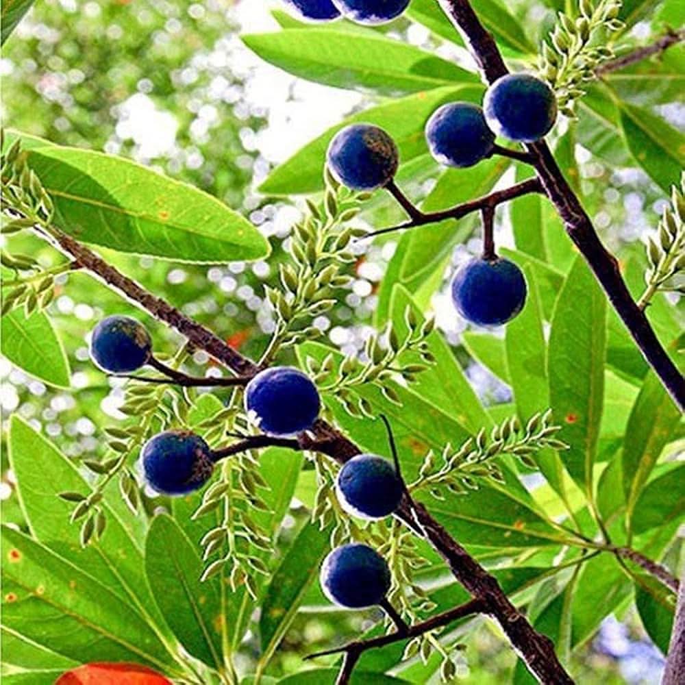 Rudraksha Elaeocarpus ganitrus seeds for spiritual garden