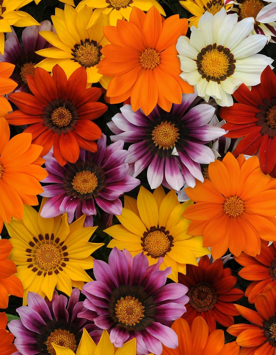 White Purple Gazania Flower Heirloom Non Gmo Image