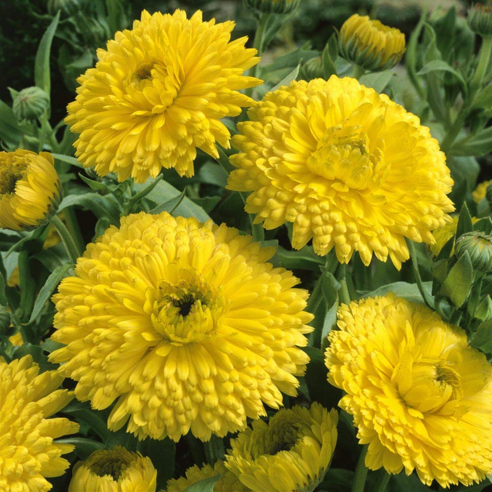 Calendula Golden Emperor for flower bed planting