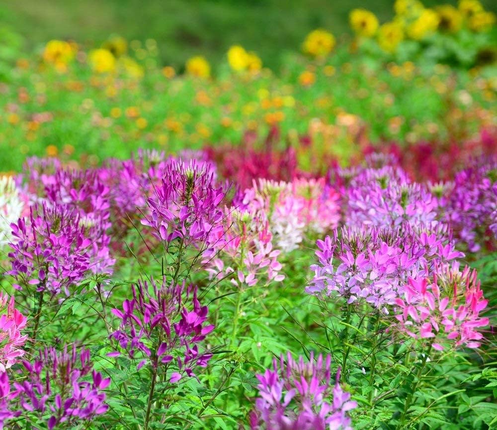 Flower Centaurea Cyanus Violet Queen Seeds for Planting – Ideal for Home Garden and Cottage-Style Flower Beds