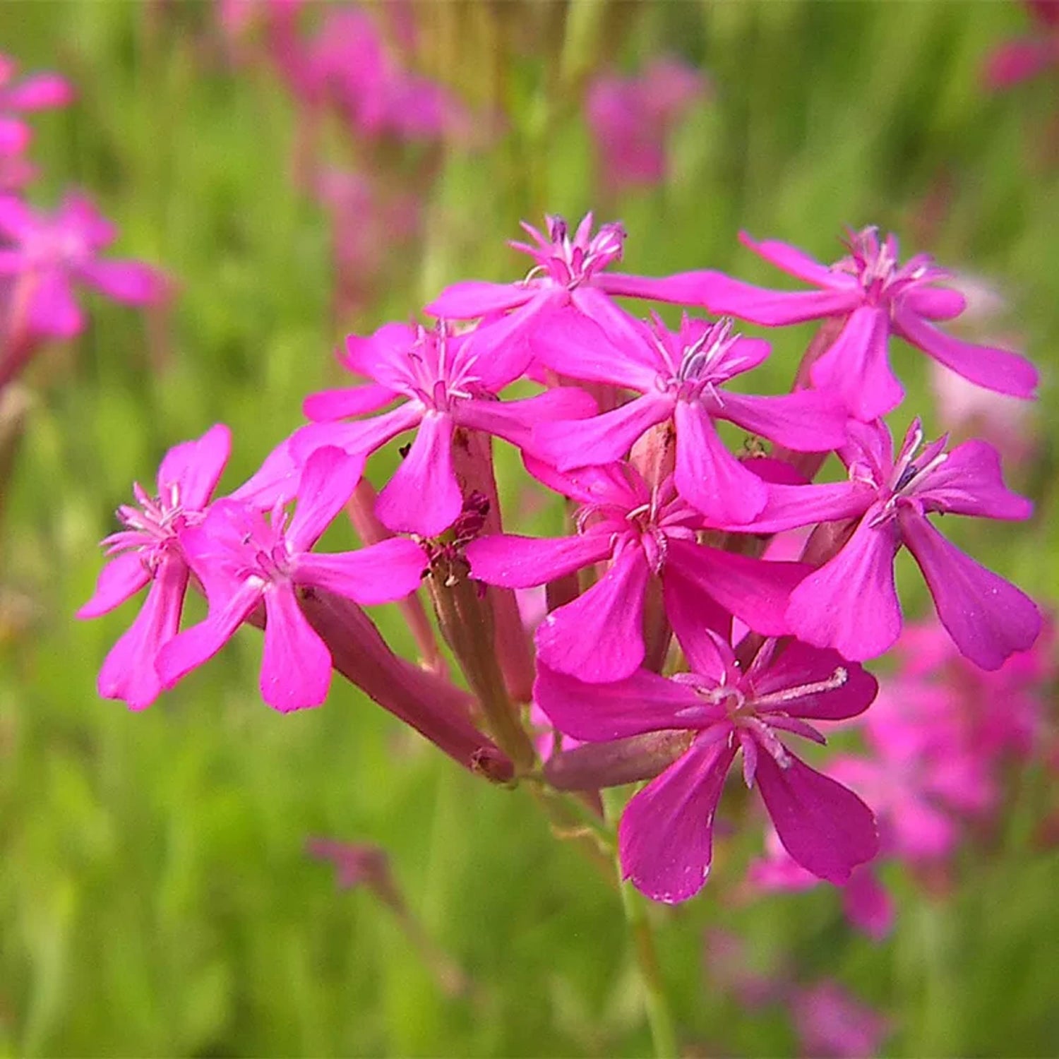 Catchfly Silene Armeria Seeds – Seeds