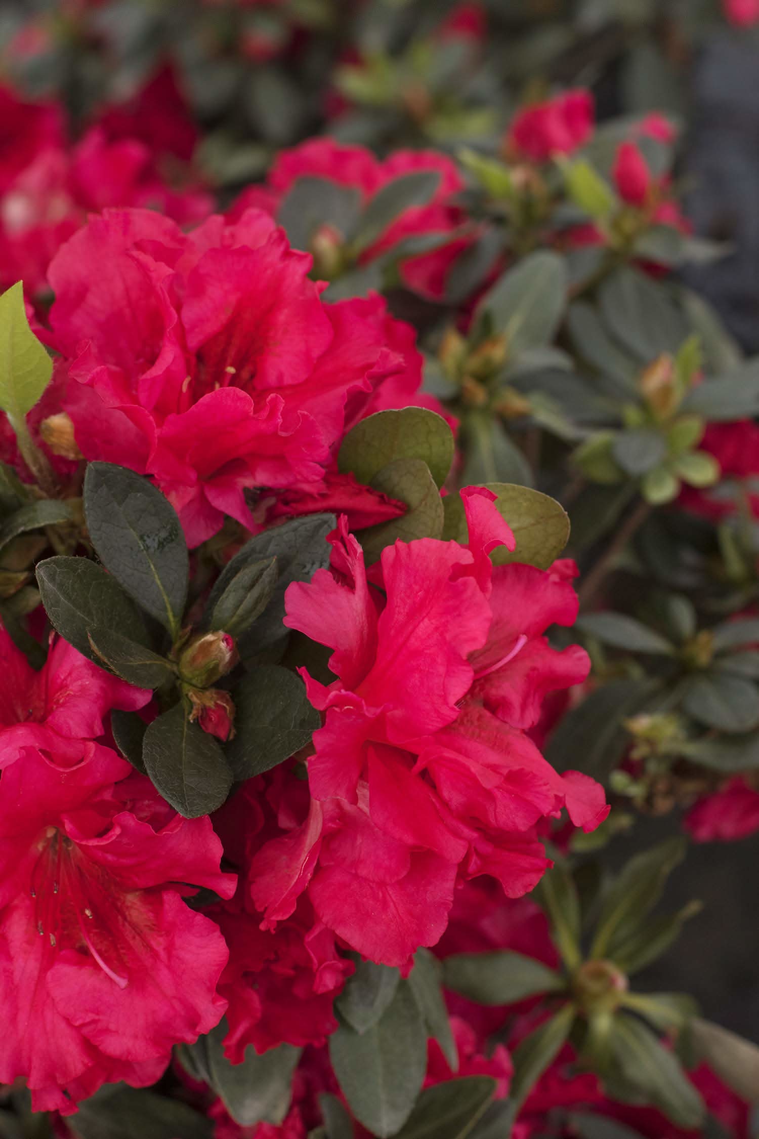 Azalea Rainbow Rhododendron Japanese Cherry-Like  Flowering Seeds For Planting