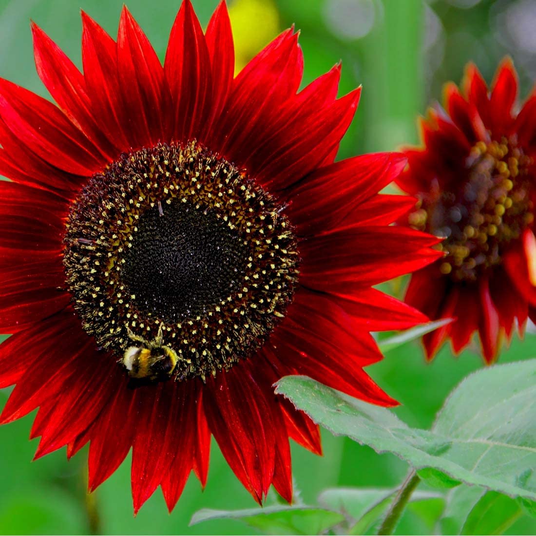 Helianthus Red Sunflower Seeds ( , Flower Garden Heirloom)