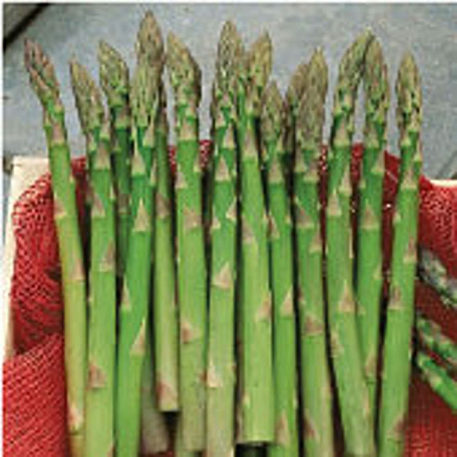 Jersey Giant Asparagus Asparagus Officinalis Vegetable Seeds for Planting in Kitchen Garden and Raised Beds