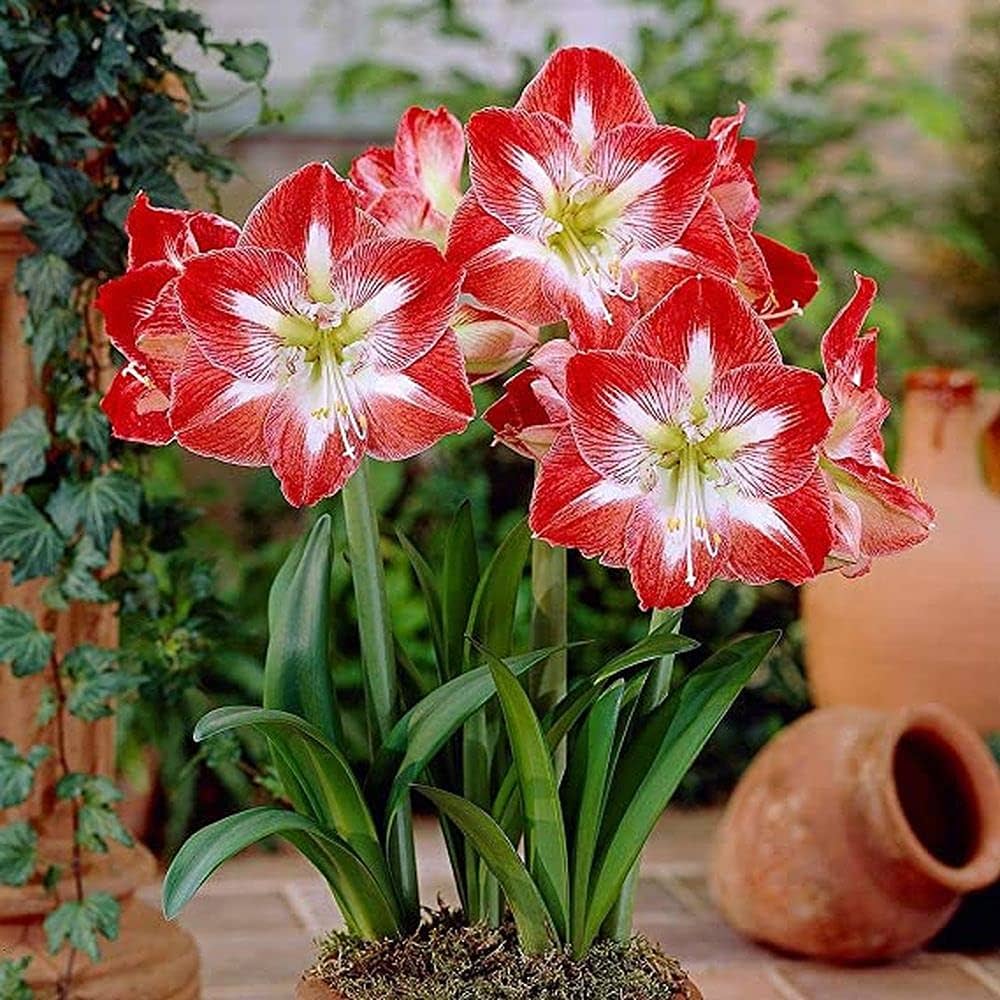 Amaryllis Hippeastrum spp. flower seeds for planting in indoor pots and seasonal garden beds