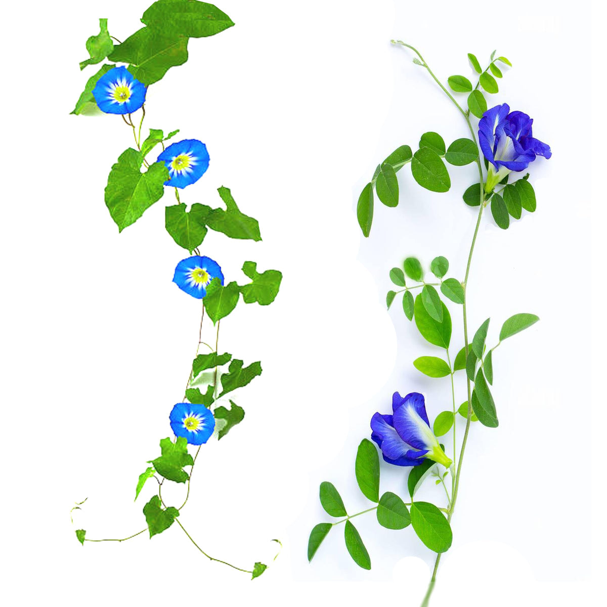 Kalimeris Seeds for Planting Kalimeris pinnatifida for flower beds and perennial gardens