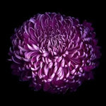 Organic Chrysanthemum Deep Purple Flower Seeds for Planting – Heirloom, Non-GMO Dhara Seeds