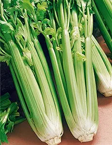 Celery Apium Graveolens Tall Utah Vegetable Seeds for Planting – Heirloom Variety for Garden Beds and Fresh Harvests