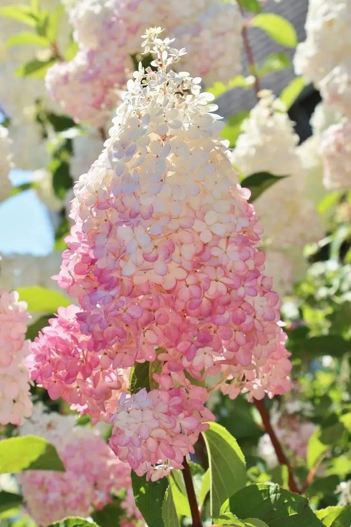 Vanilla Strawberry Hydrangea Flower Seeds for Planting - Heirloom and Non GMO seeds Dhara Seeds