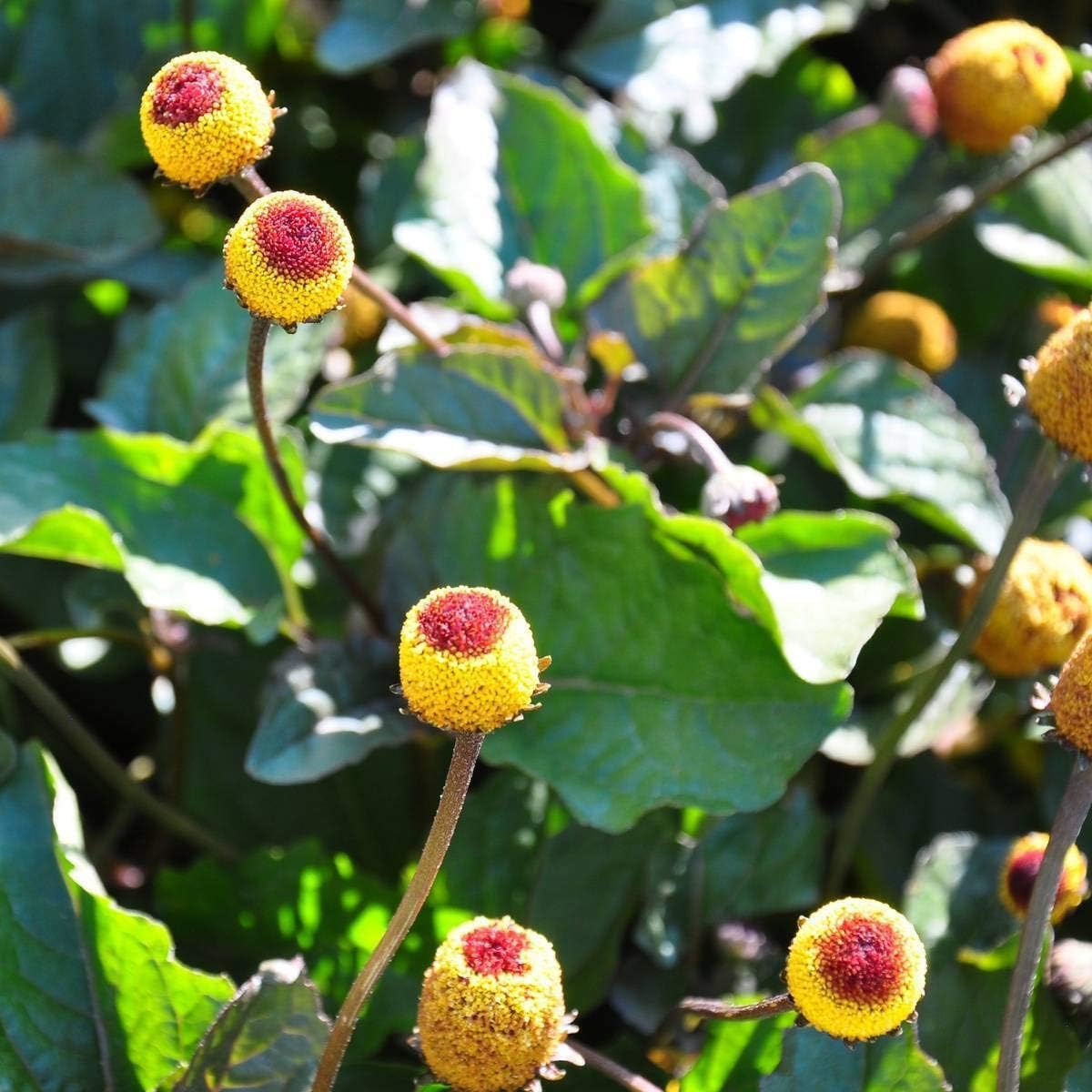 Spotflower Paracress Seeds for Planting – Organic, Heirloom, Non-GMO Edible Flower Seeds
