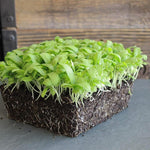 Chrysanthemum Chrysanthemum spp for planting in flower bed