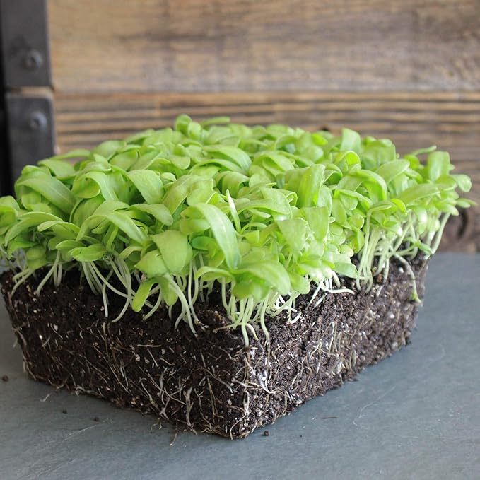 Chrysanthemum Chrysanthemum spp for planting in flower bed
