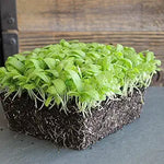 Chrysanthemum Flower Chrysanthemum morifolium for planting in flower bed