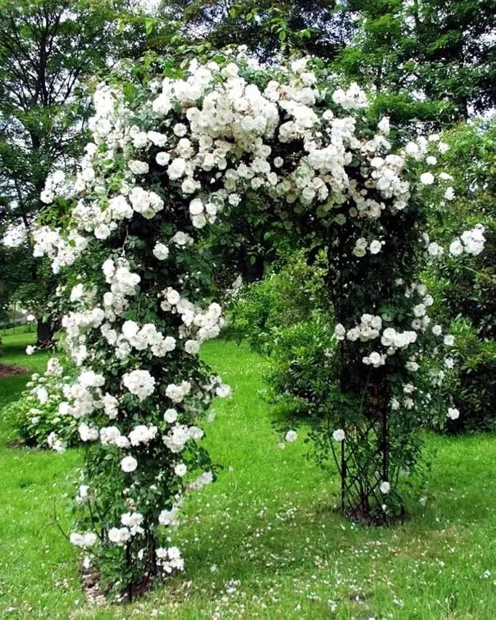 White Climbing Rose Plant Seeds - Non-GMO Heirloom Garden Seeds for Planting 100% Natural Dhara Seeds