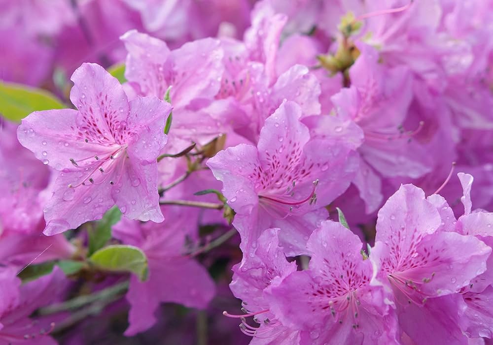 Azalea Flower Seeds for Planting, Purple, NON GMO Seeds seeds for planting in home garden