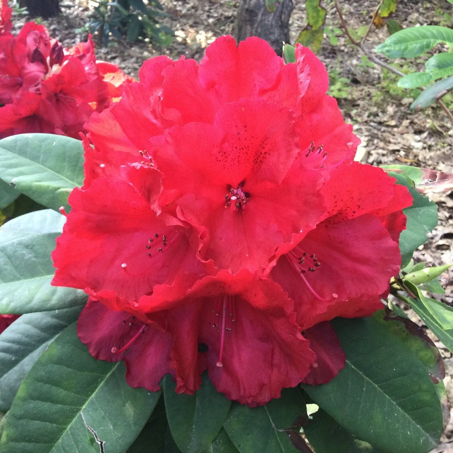 Rododendro Red Rhododendron Flower Seeds