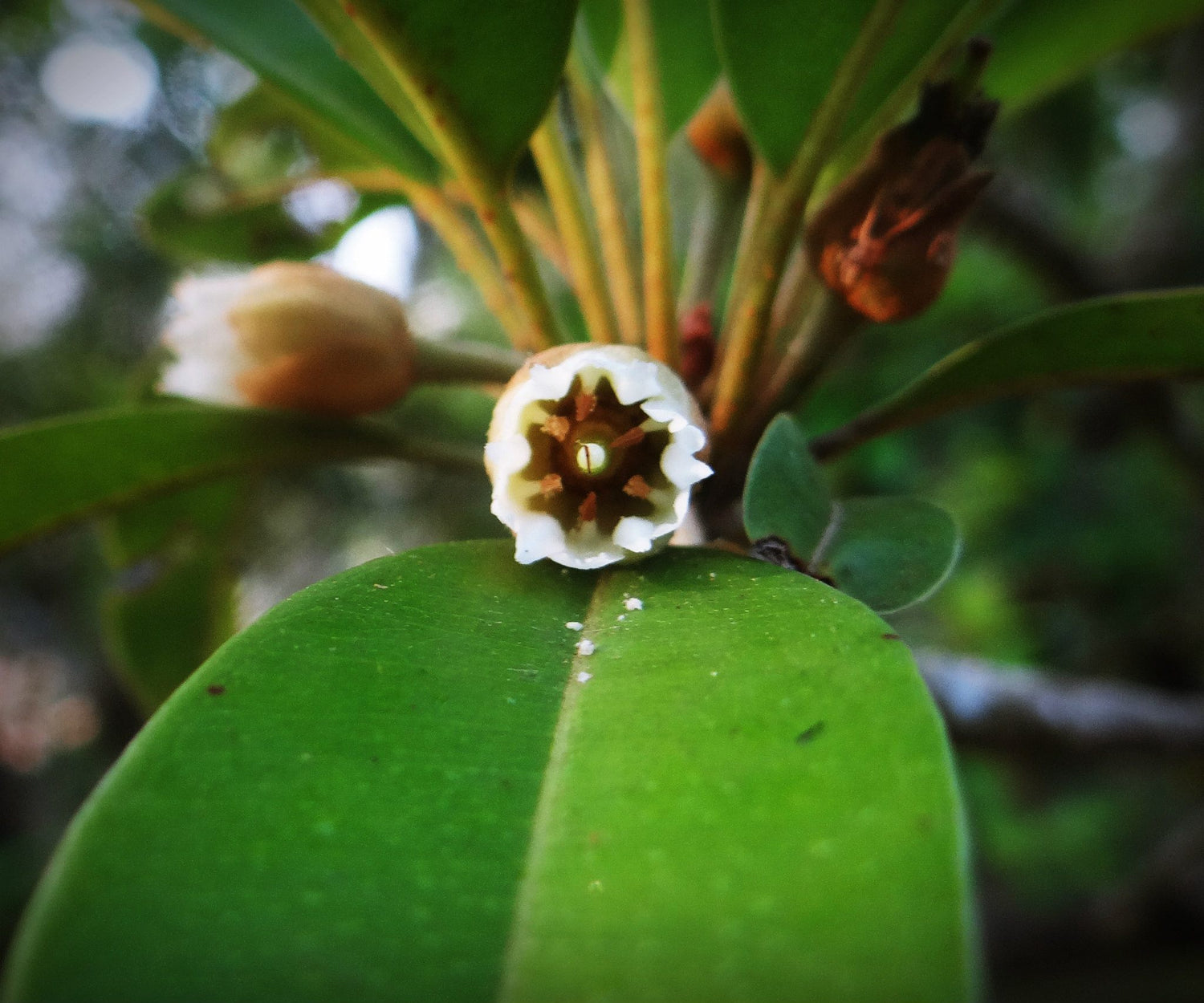 Manilkara Elata (Sapotaceae) Seeds