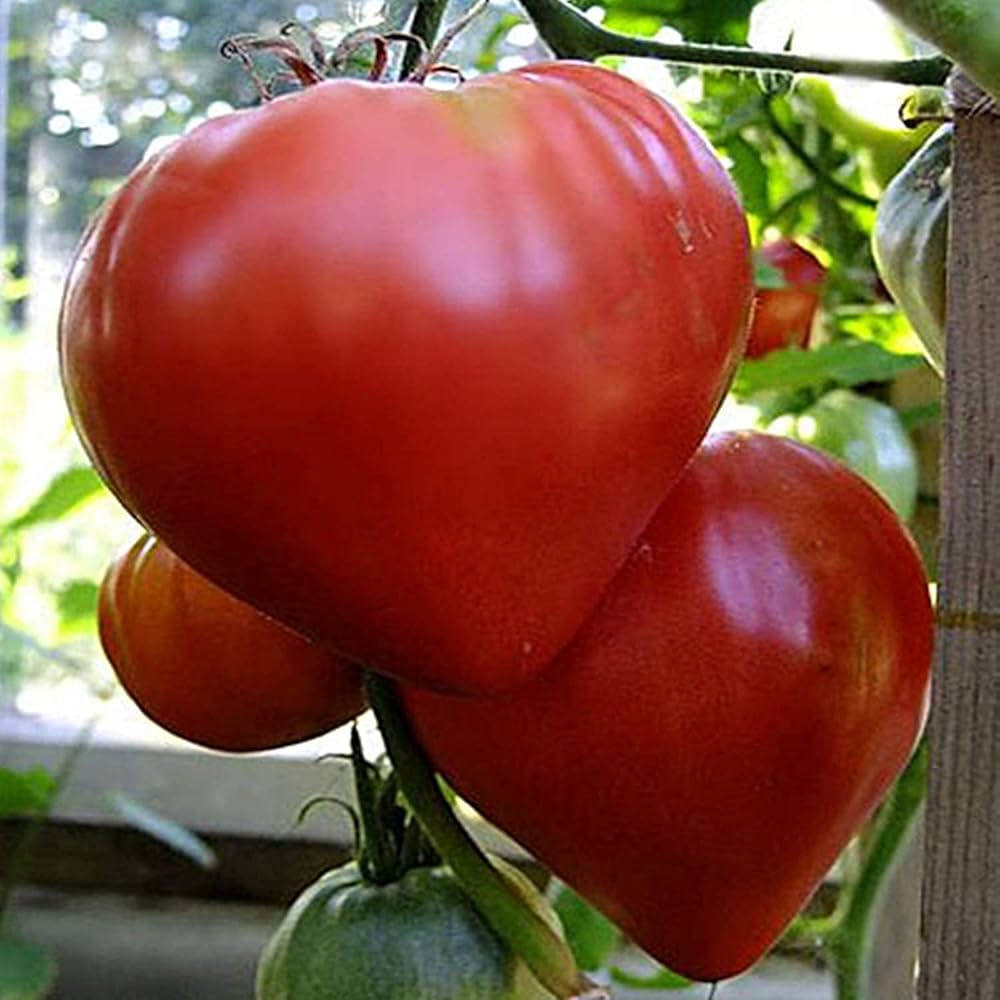 Tomato Solanum Lycopersicum Pusta Kolox Giant Hungarian Vegetable Seeds for Planting – Perfect for Backyard Gardening and High Yield