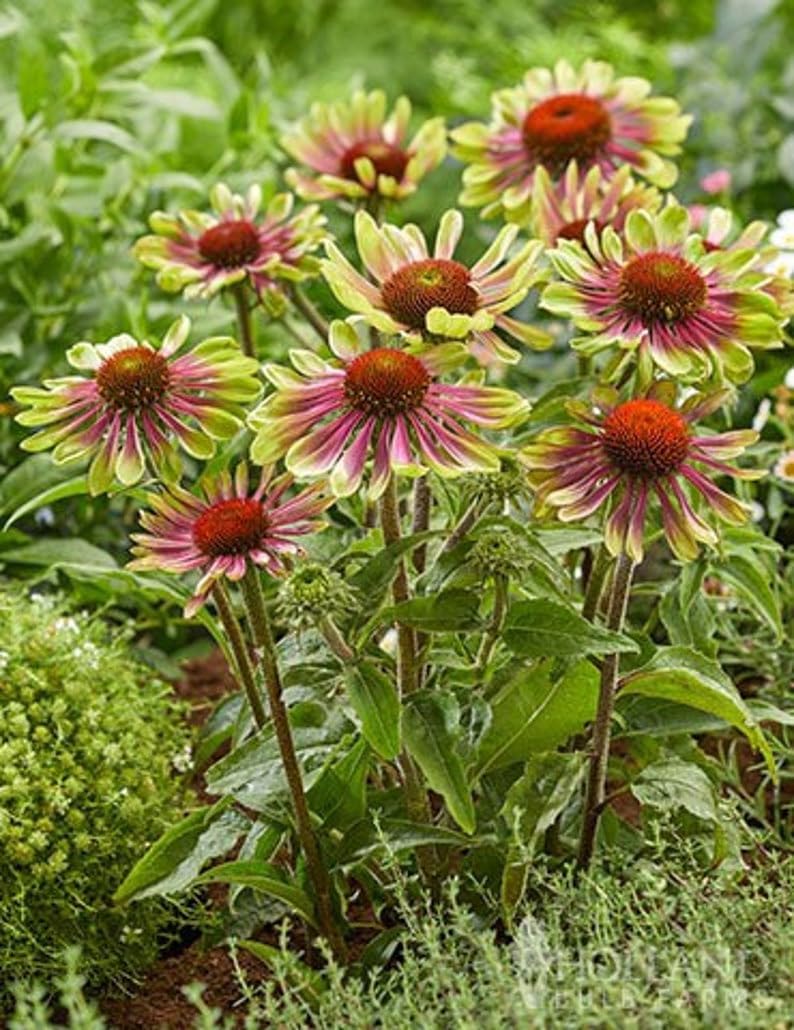 Green Coneflower Seeds – Heirloom Non-GMO Flower Seeds for Pollinator-Friendly Garden Planting seeds for planting in home garden
