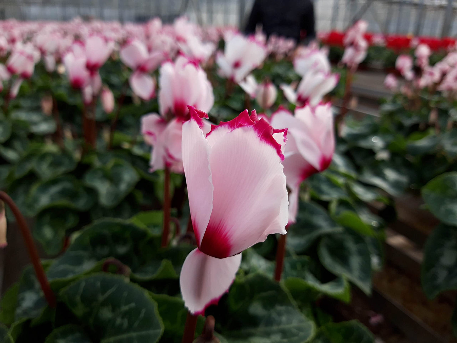 Red White Cyclamen Flower Seeds for Planting - 100