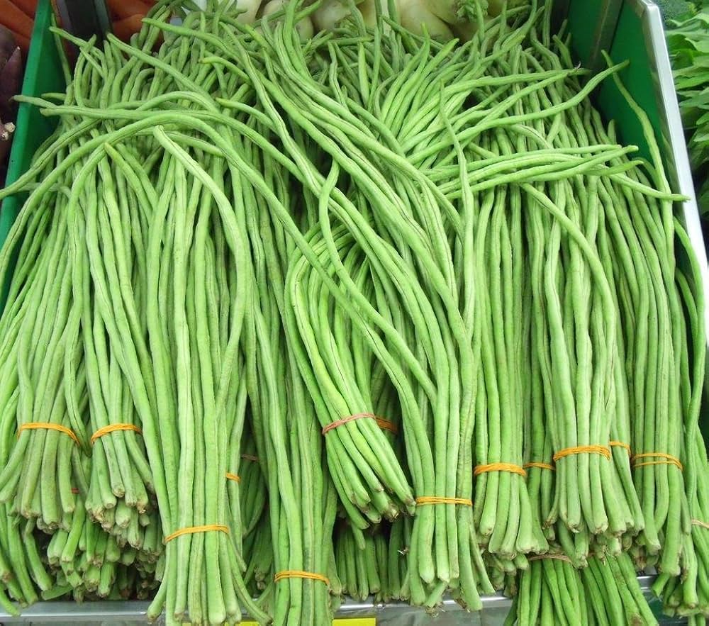 Snake Bean for planting