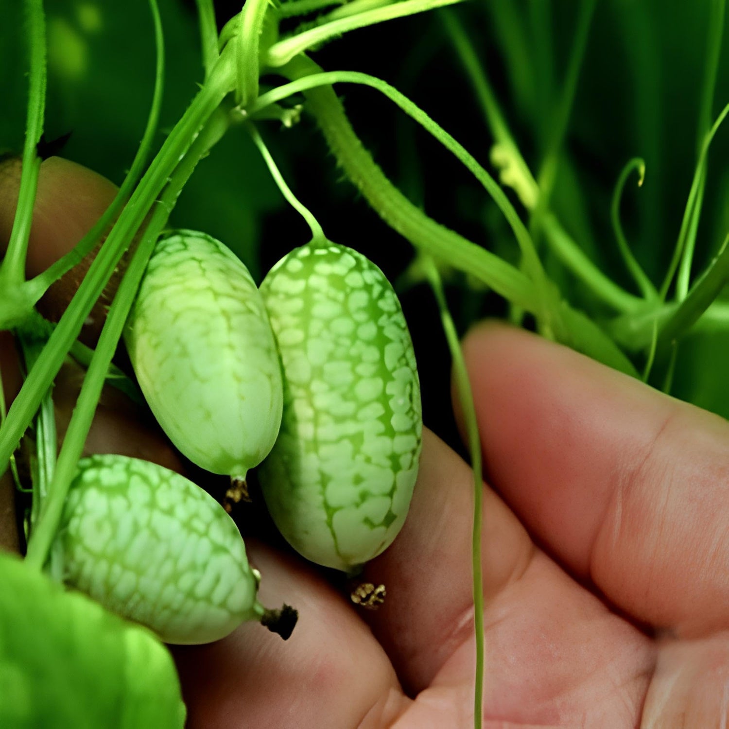 Uzbek Torpedo Melon Cucumis Melo Seeds for planting in sun-rich garden