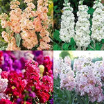 Lila Abend Stock for planting in flower bed
