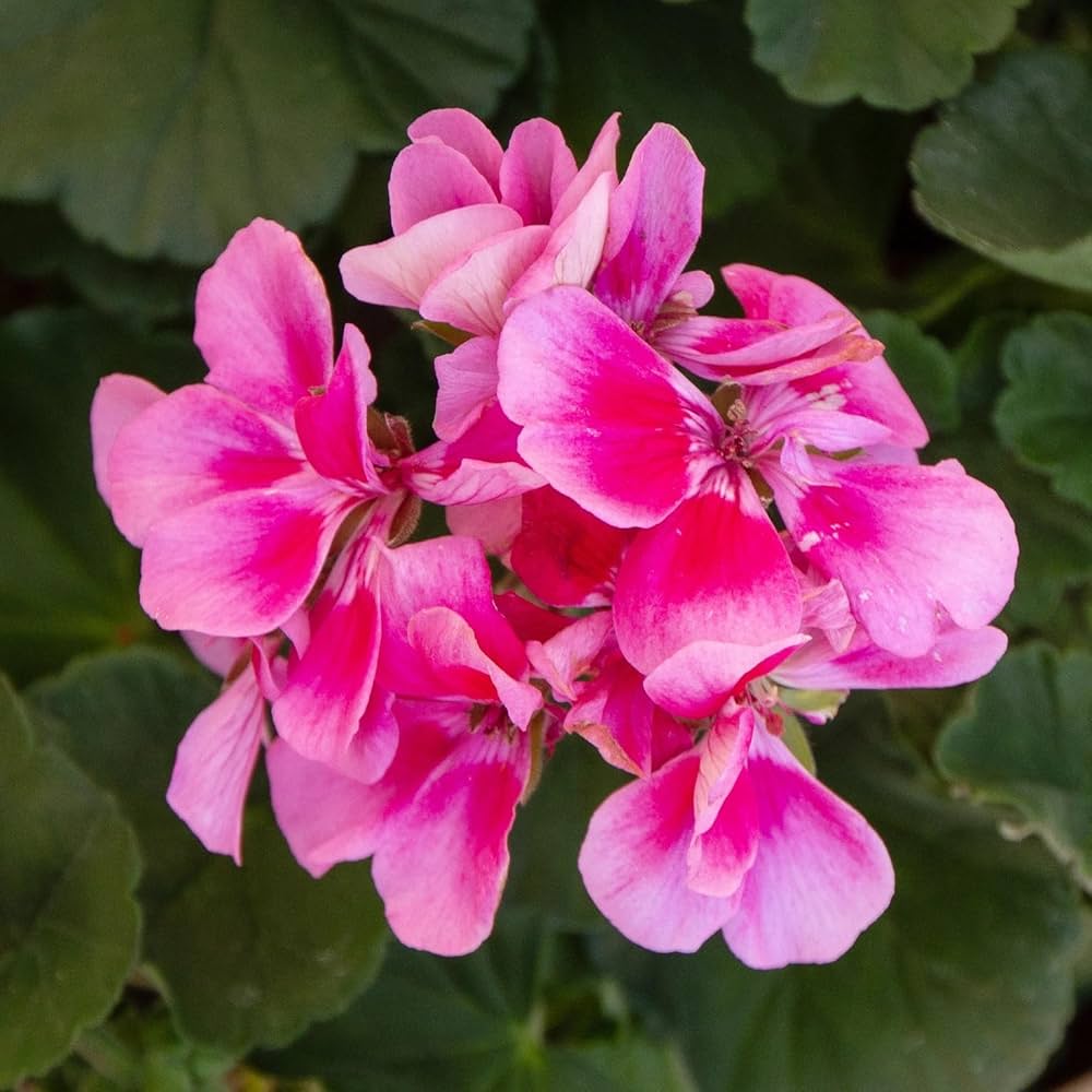 Geranium Pelargonium hortorum Logro Nano Deep Rose flower seeds for planting in containers or borders