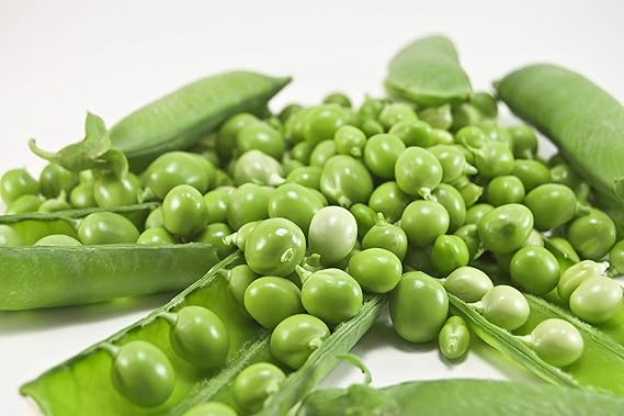 Pea Pisum sativum Early Frosty vegetable seeds for planting in kitchen garden or trellis garden rows
