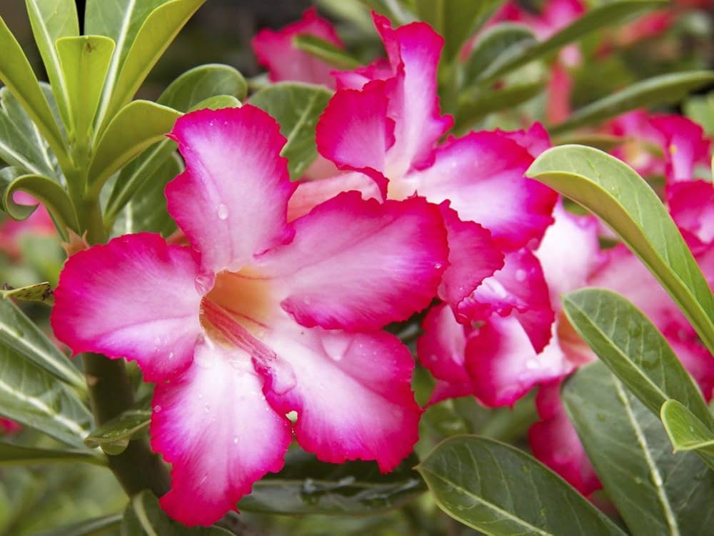 Rose Rosa Hybrida Flower Seeds for Planting – Classic Variety for Garden Beds, Bouquets, and Decorative Borders