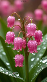Pink Lily of the Valley flower Seeds for Planting - Non-GMO and Heirloom garden seeds Dhara Seeds
