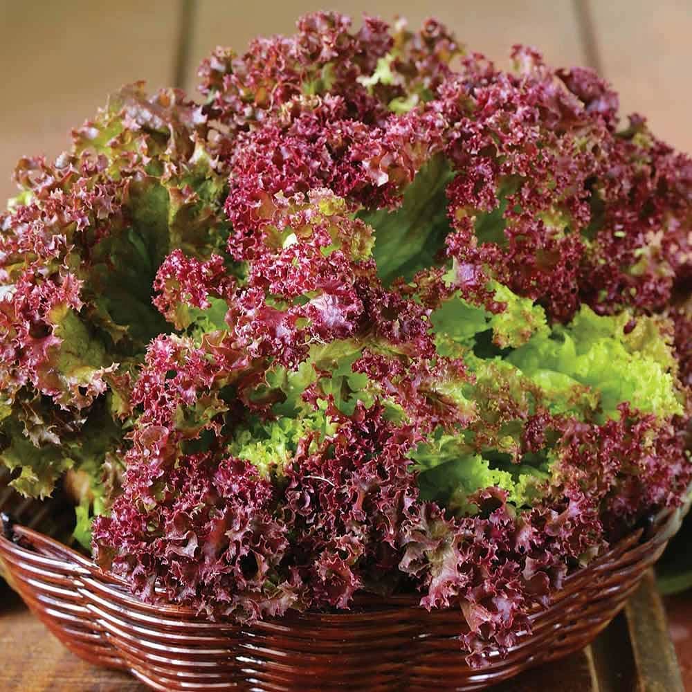 Red Leaf Lettuce Lactuca Sativa Vegetable Seeds for Planting in Kitchen Garden and Vertical Garden Beds