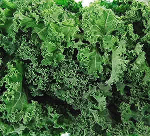 Kale Brassica Oleracea Dwarf Siberian Leaf Vegetable Seeds for Planting – Cold-Hardy Variety for Kitchen Garden
