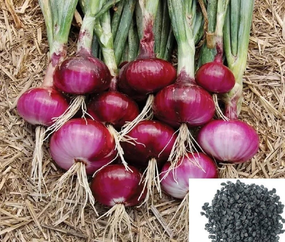 Onion Allium Cepa Red Burgundy Vegetable Seeds for Planting – Heirloom Onion Seeds for Kitchen Garden and Culinary Use